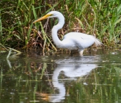 2016 06 11 WildLife MPLS 140